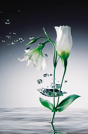 Fotomural Crystal Flowers