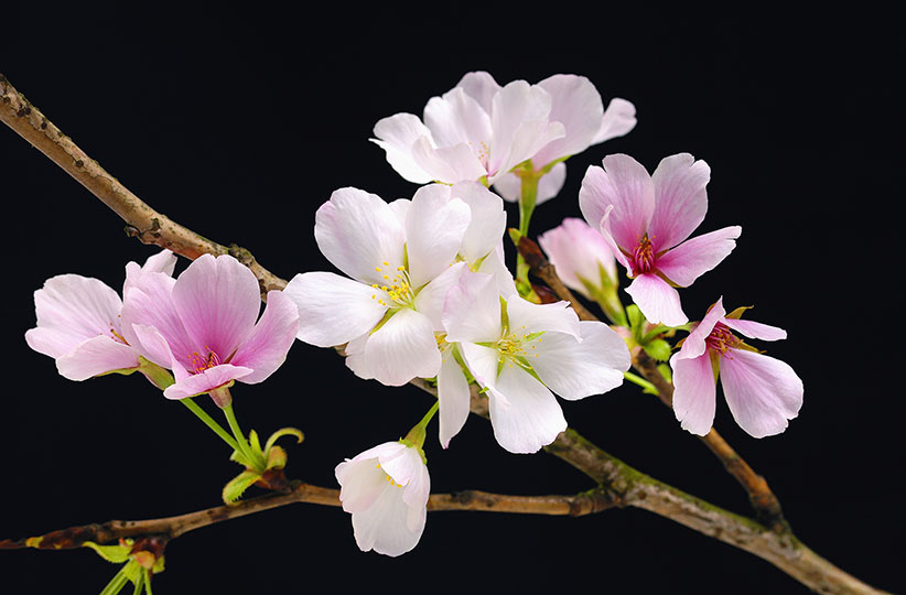 Fotomural Cherry Blossoms