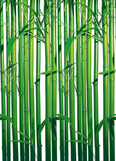 Fotomural Bamboo