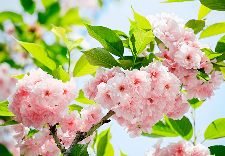 Fotomural Sakura Blossom