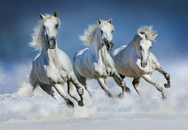 Fotomural Arabian Horses