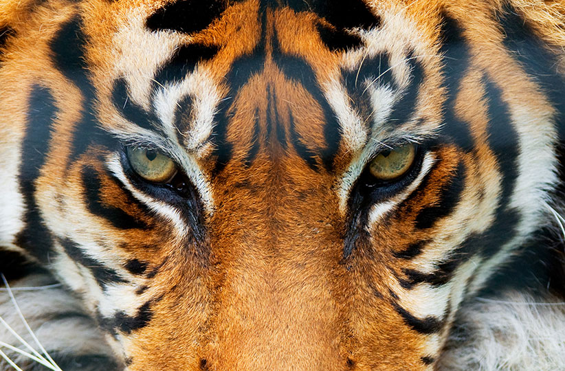 Fotomural Tiger