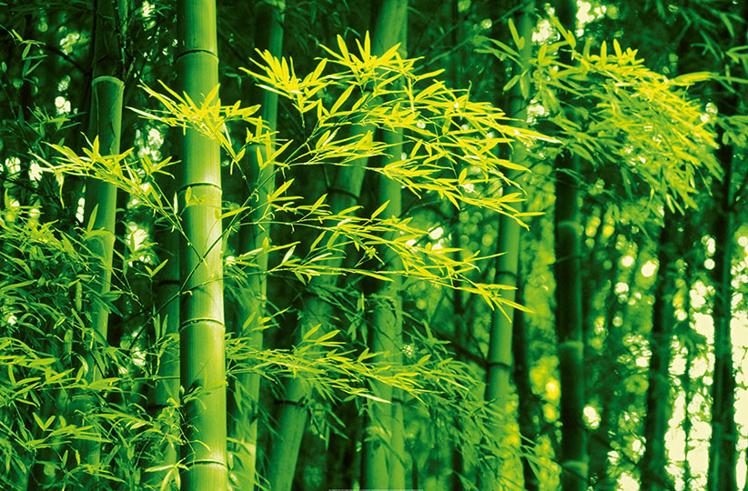 Fotomural Bamboo in Spring