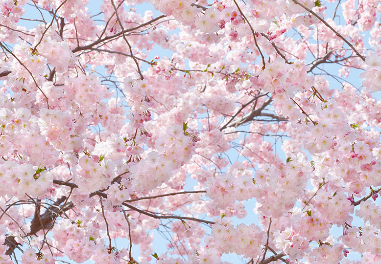 Fotomural Pink Blossoms