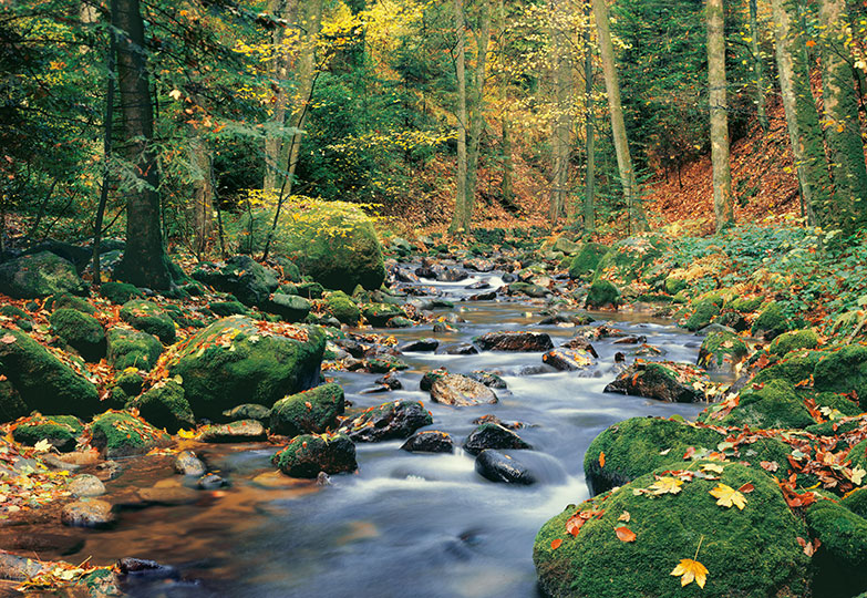 Fotomural Forest Stream