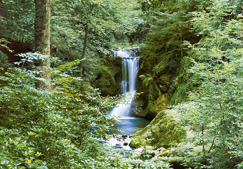 Fotomural Waterfall in Spring