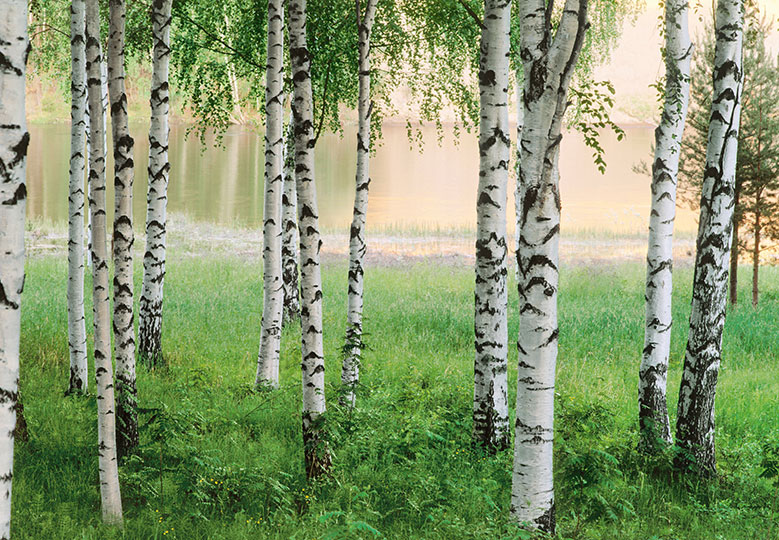 Fotomural Nordic Forest