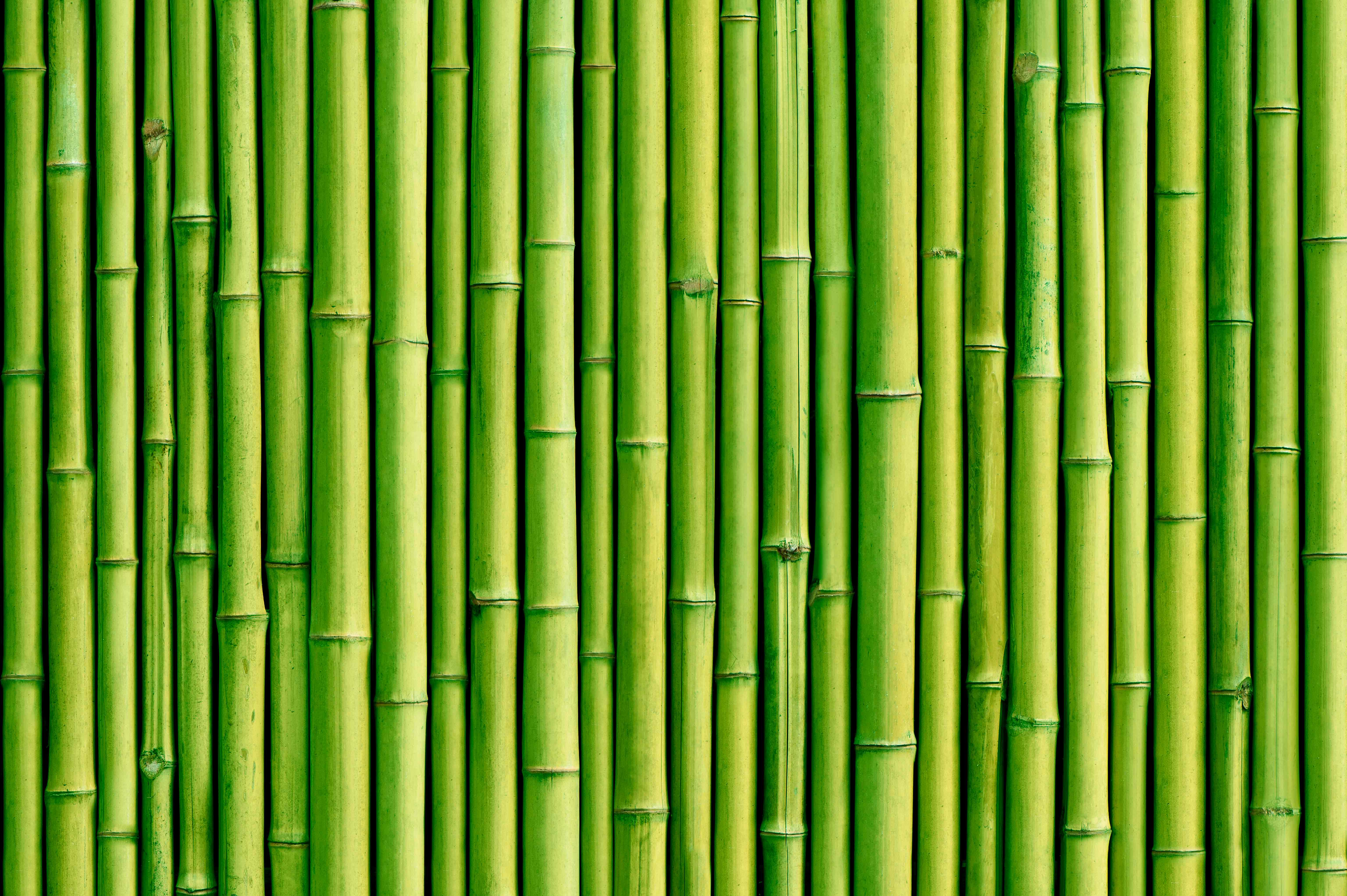 Papel Tapiz Mural Bambú 2